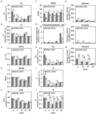 Effective Metabolic Carbon Utilization and Shoot-to-Root Partitioning Modulate Distinctive Yield in High Yielding Cassava Variety